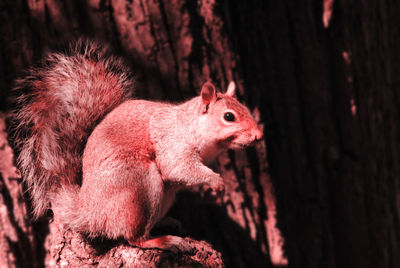 Close-up of squirrel