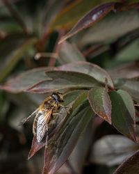 Close-up of bee on leaf