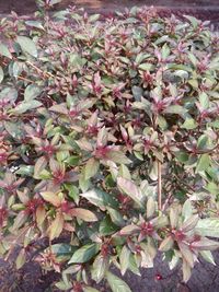 Close-up of plants