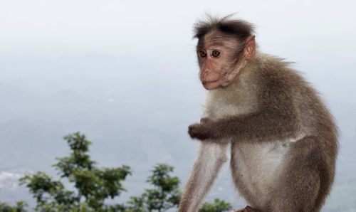 Monkey looking away against sky