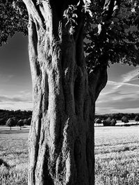Tree trunk on field against sky