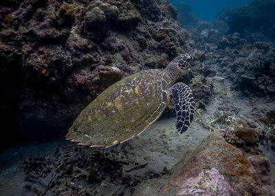 High angle view of turtle in sea