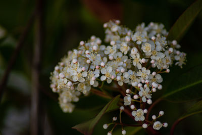 Close-up of white flowering plant