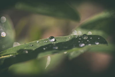 Close-up of raindrops on leaf