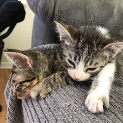 Close-up of cat sleeping