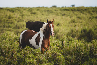 Horse standing in a field