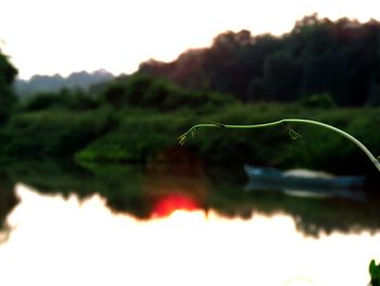 Reflection of plants in water