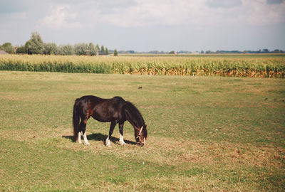 Side view of horse grazing on field