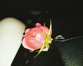 Close-up of pink flower