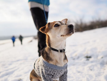 Dog looking away on snow covered land