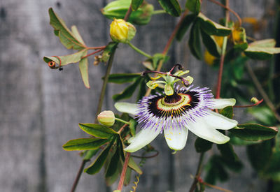 Close-up of bee pollinating on purple flower