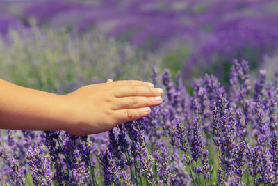 Close-up of hand on purple flowering plants on field