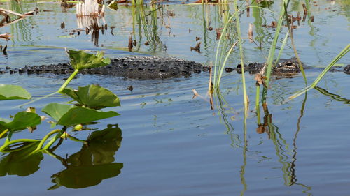 View of a aligator  in a lake