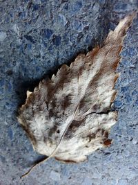 Close-up of dry leaf on rock