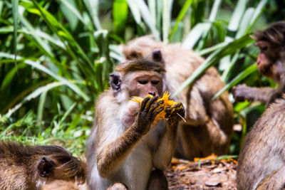 Portrait of a monkey