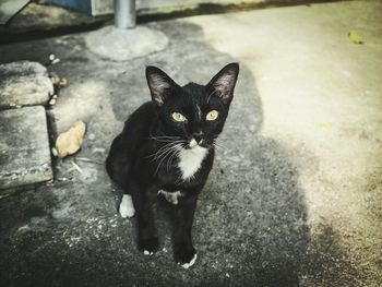 Portrait of cat sitting on street