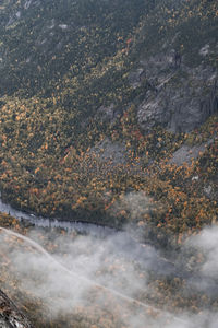 High angle view of trees on land