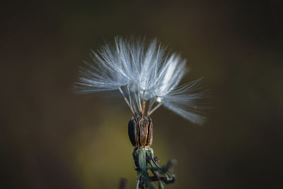 macro photography