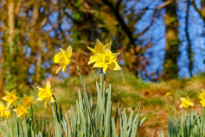 Close-up of yellow flowering plant