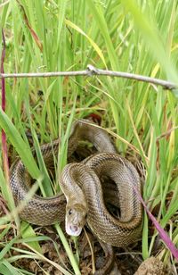 High angle view of snake on field