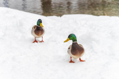 Hungry goslings on the snow. cold and snowy winter