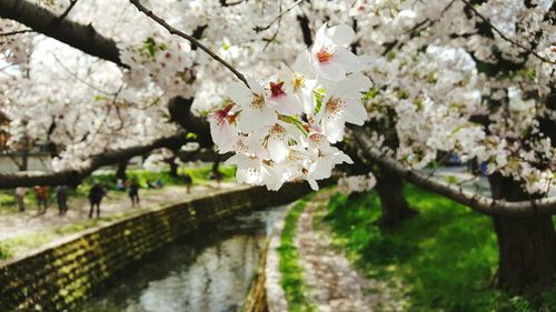 Close-up of white apple blossoms in spring