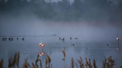 Flamingos in a misty lake before sunrise