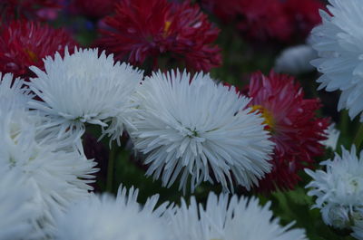 Close-up of white flowers blooming outdoors