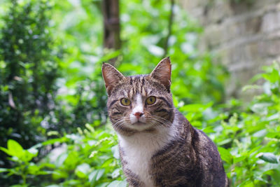 Portrait of cat against trees