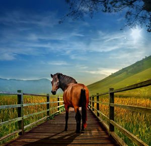 Horse standing in ranch against sky