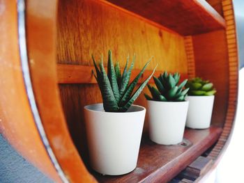 Close-up of succulent plant on table