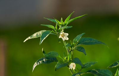 Close-up of a flower