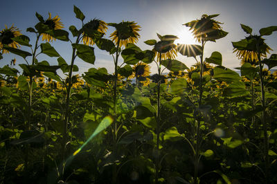 Scenic view of flowering plants on field against sky