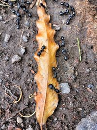 Close-up of dry autumn leaf