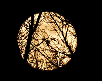 Low angle view of silhouette bare trees against clear sky