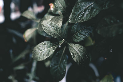 Close-up of wet leaves