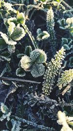 Close-up of plants