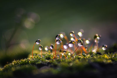 nature