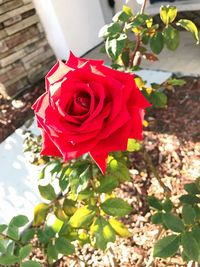 Close-up of red rose blooming outdoors