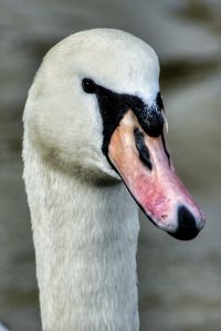 Close-up of swan