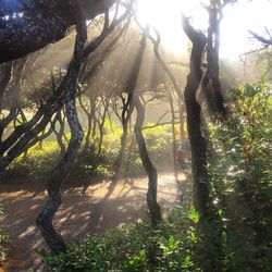 Trees in sunlight