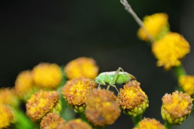 Close-up of yellow flowering plant with insect 