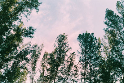 Low angle view of trees against sky