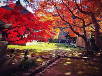 Trees in park during autumn