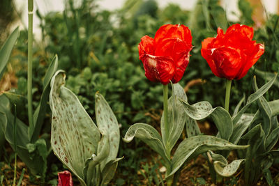 Close-up of red flowering plant on field