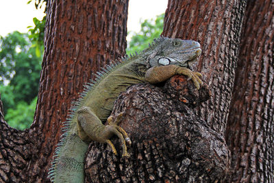 Photogenic lizard on a tree