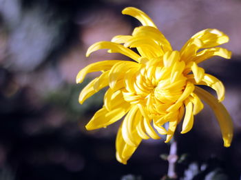 Close-up of yellow flowering plant