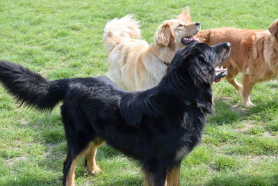 Dogs on field