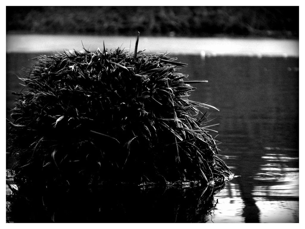 transfer print, auto post production filter, focus on foreground, growth, nature, tree, plant, close-up, beauty in nature, tranquility, outdoors, day, silhouette, no people, flower, branch, selective focus, cold temperature, winter, water