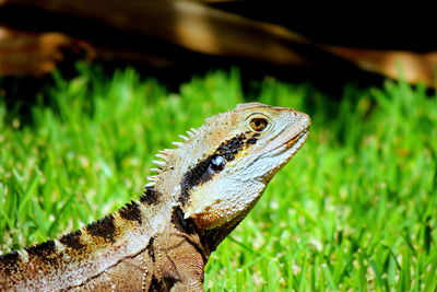 Close-up of australian water dragon